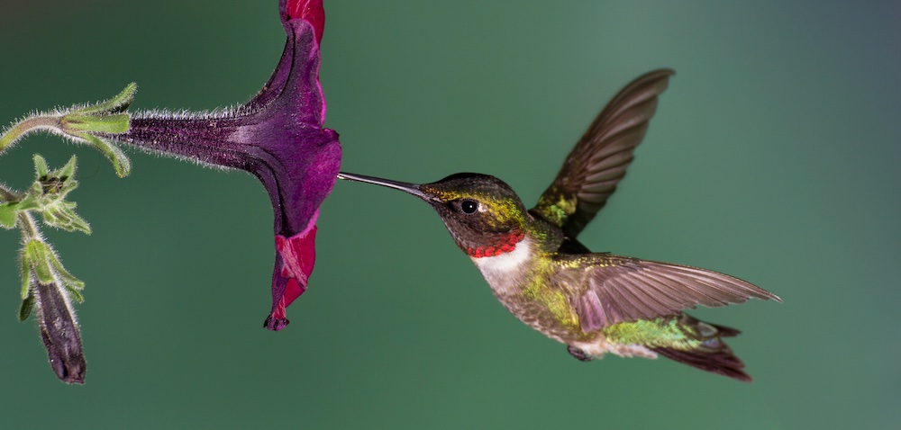 Attracting Hummingbirds