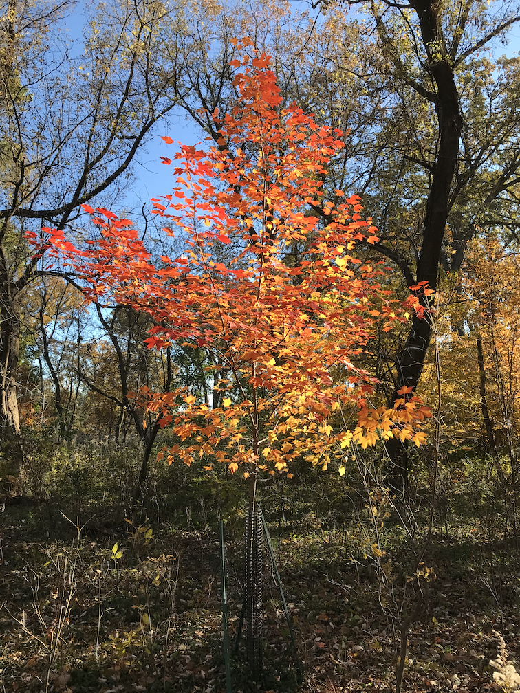 Maple Tree in Fall